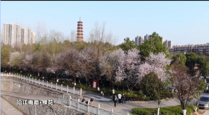 【新湖南】郴州临武：三月樱花开 春光正烂漫