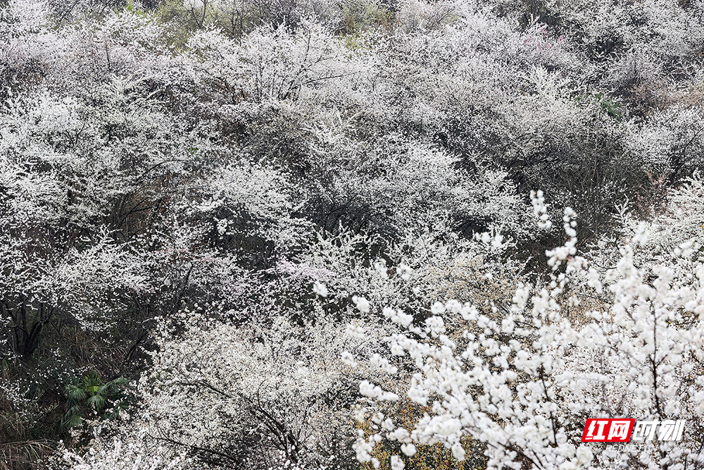 【学习强国】美景如画丨临武：万亩野生樱花白如雪惹人醉