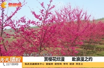 【天天播报】旅发进行时·临武县|赏樱花烂漫 赴浪漫之约