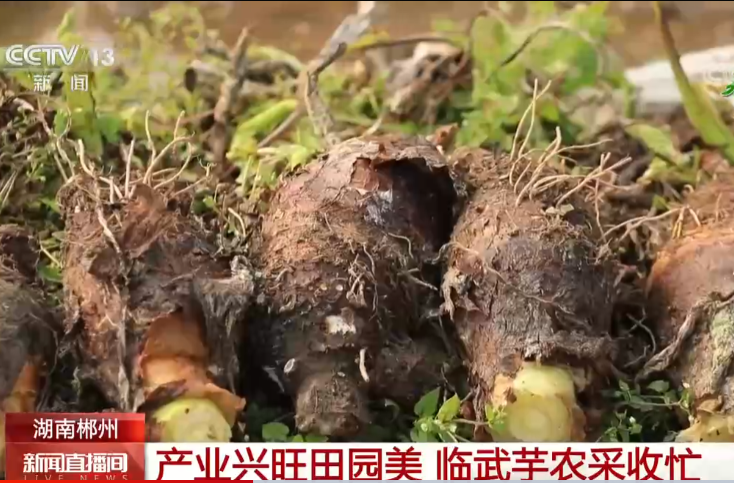 【央视 新闻直播间】湖南郴州 产业兴旺田园美 临武芋农采收忙