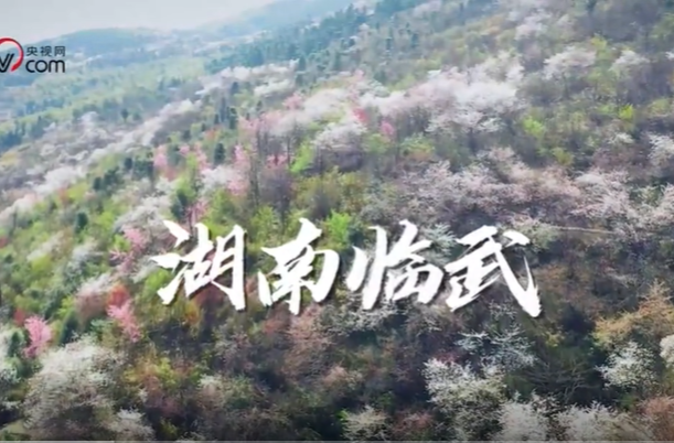 【今日头条】春入湖南临武：山深未必得春迟 处处山樱花压枝