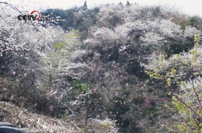 【央视网】春入湖南临武：山深未必得春迟 处处山樱花压枝
