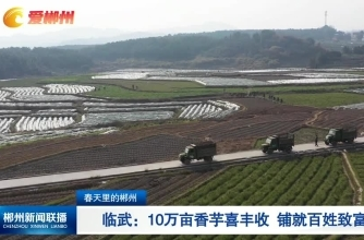 【郴州新闻联播】春天里的郴州·临武：10万亩香芋喜丰收 铺就百姓致富路