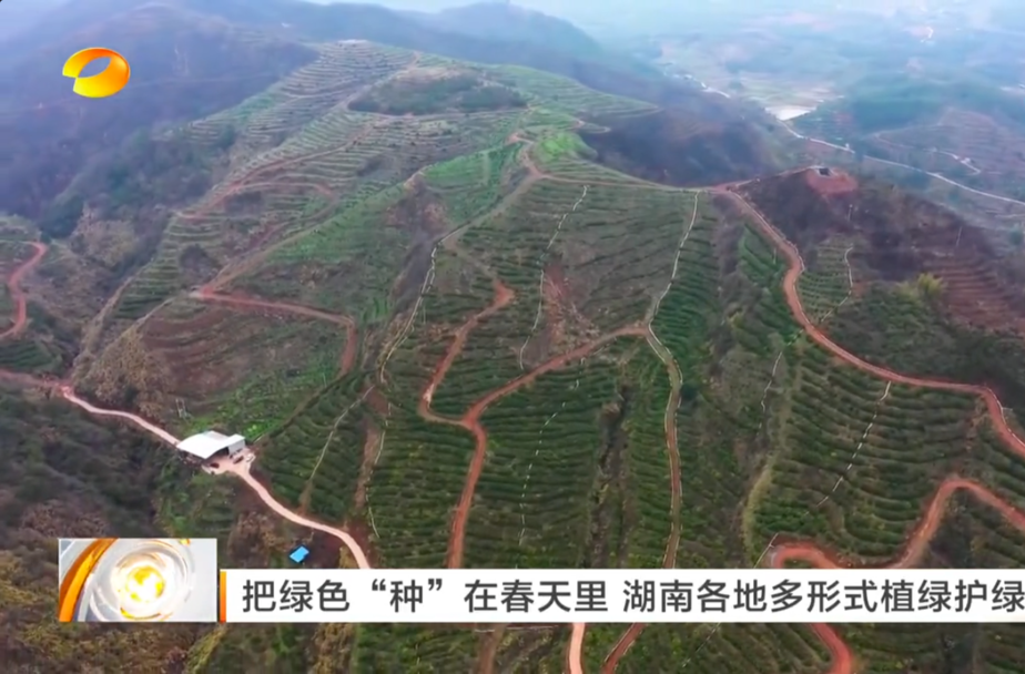 【湖南卫视】把绿色“种”在春天里 湖南各地多形式植绿护绿