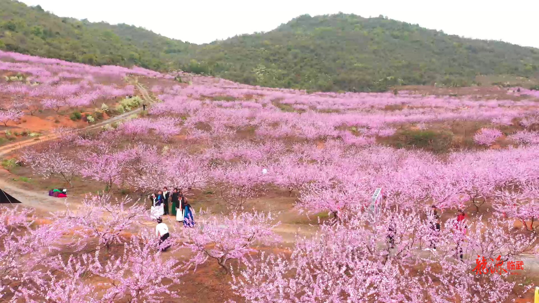 旅发进行时｜南强：以花为媒 推动产业发展