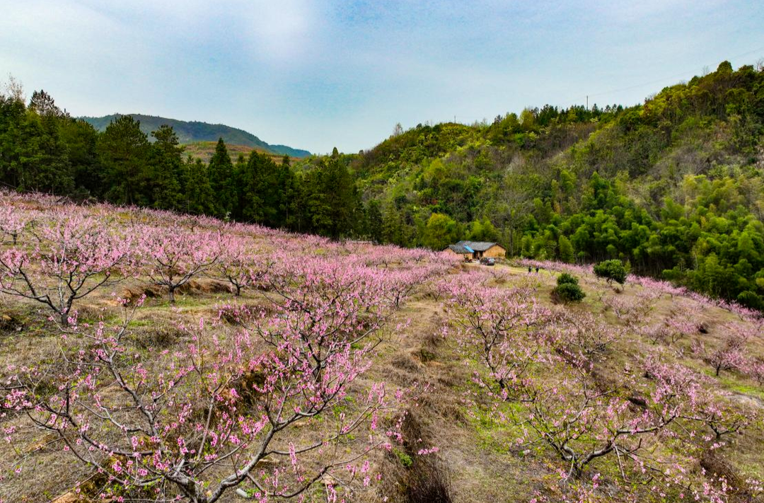旅发进行时 全年不打烊｜3月18日，临武县舜峰镇桃花文化旅游节与您相约！