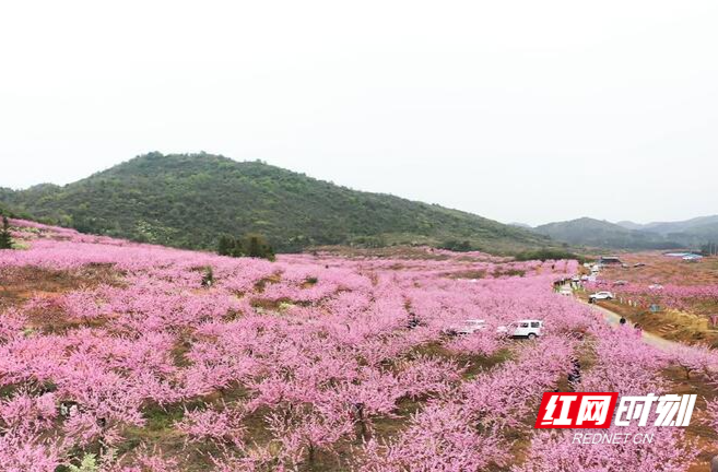 【红网时刻 湖南频道】临武：以花为媒 推动产业发展