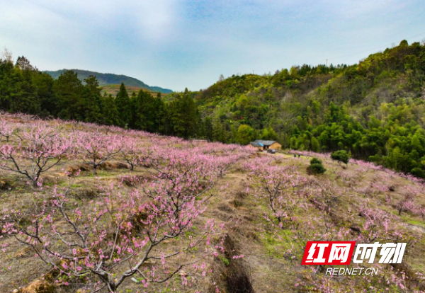 【红网时刻】临武县舜峰镇与您相约桃花文化旅游节