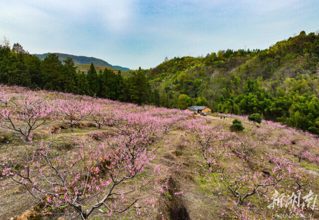 【新湖南】临武县舜峰镇：千亩桃花始盛开，以旅促农迎客来