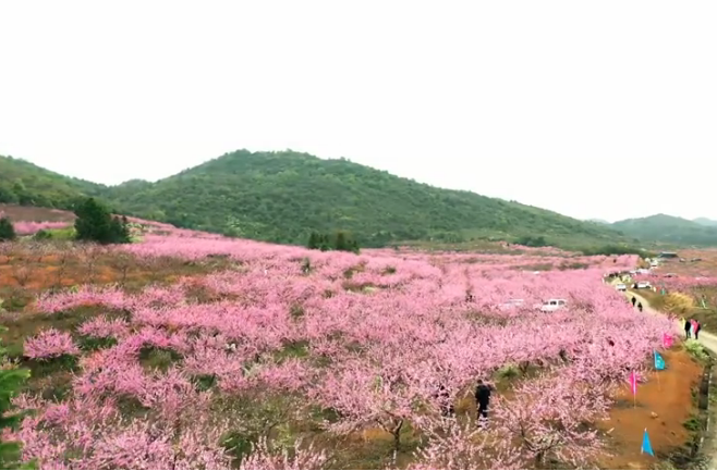 【学习强国】乡村振兴｜郴州临武：以花为媒 推动产业发展