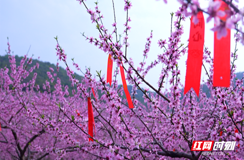 【红网时刻 湖南频道】临武：千亩桃园尽绽放 声乐十里醉游人