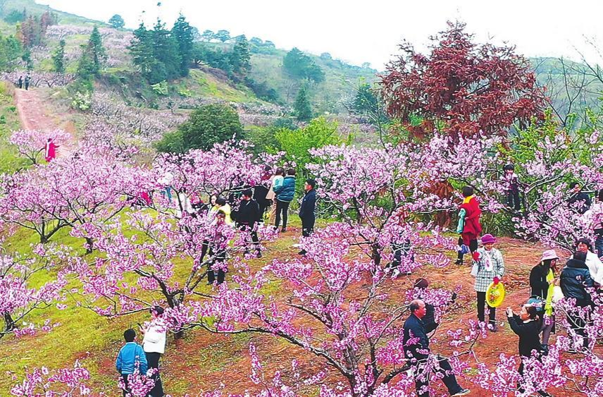 【郴州日报】图片新闻 临武县舜峰镇首届桃花文化旅游节