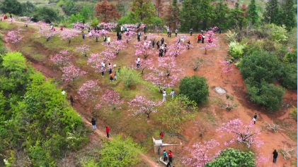 【新湖南】郴州临武县舜峰镇：主播带你去打卡首届桃花文化旅游节