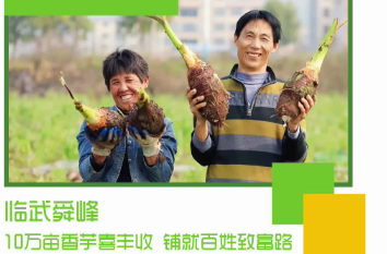 【奋进的春天】临武舜峰：10万亩香芋喜丰收 铺就百姓致富路