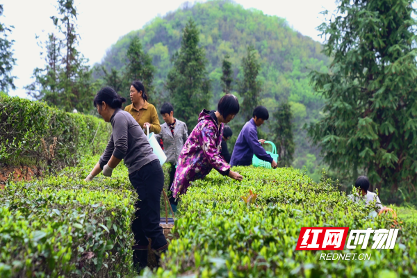 【红网时刻湖南频道】临武：阳春三月 采春茶