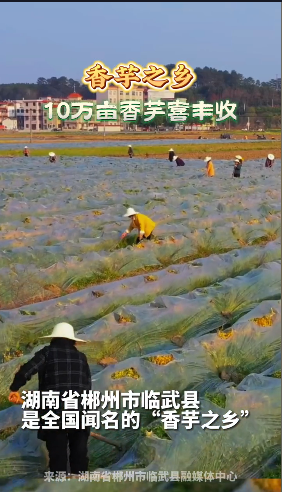 【新华社三农抖音号】第23集 | 来感受临武县“香芋之乡”丰收的喜悦