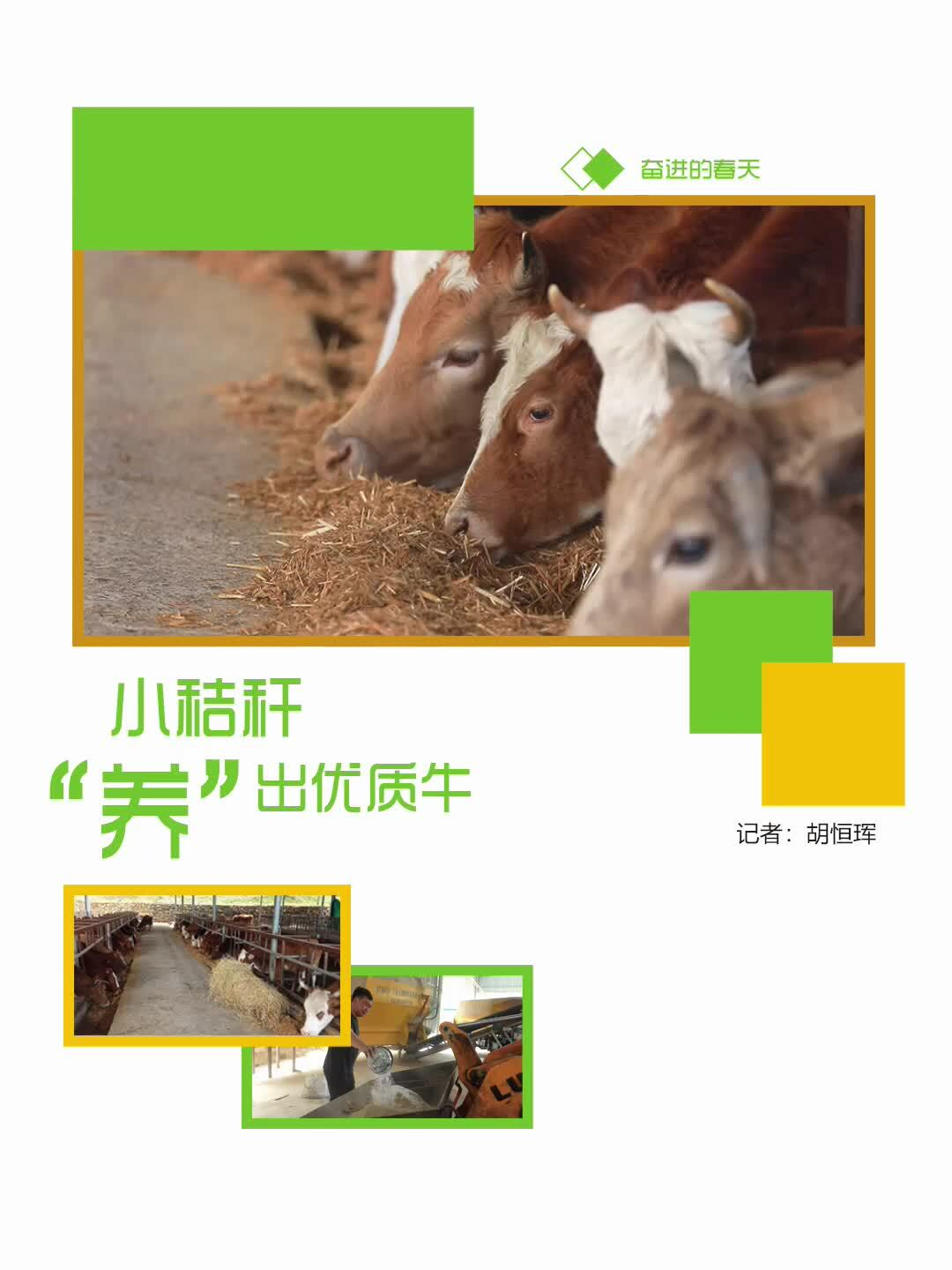 奋进的春天｜小秸秆“养”出优质牛