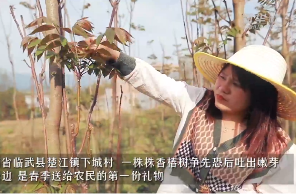 【新华社】湖南临武：初春野菜俏 舌尖品“椿”天