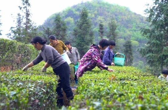 【新湖南】郴州市临武县水东镇：明前春露 茶园飘香