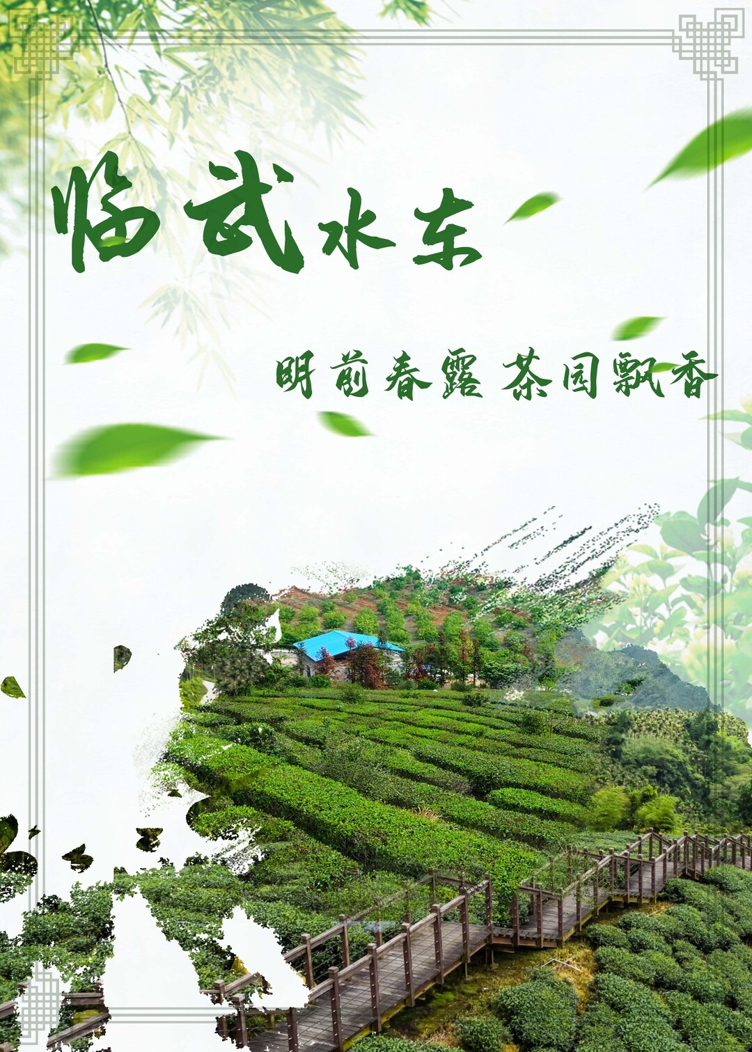 临武水东：明前春露 茶园飘香