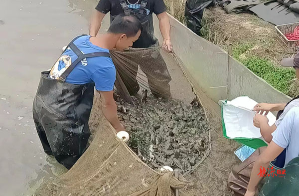 临武县自然资源局开展耕地“非农化”“非粮化”专项整治行动