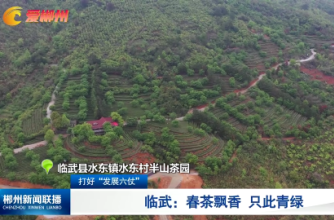 【郴州新闻联播】打好“发展六仗”·临武：春茶飘香 只此青绿