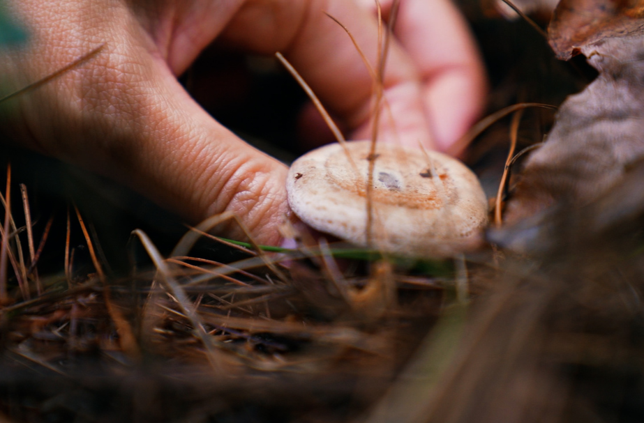 春天的味道|大自然的馈赠：野生天鹅菌