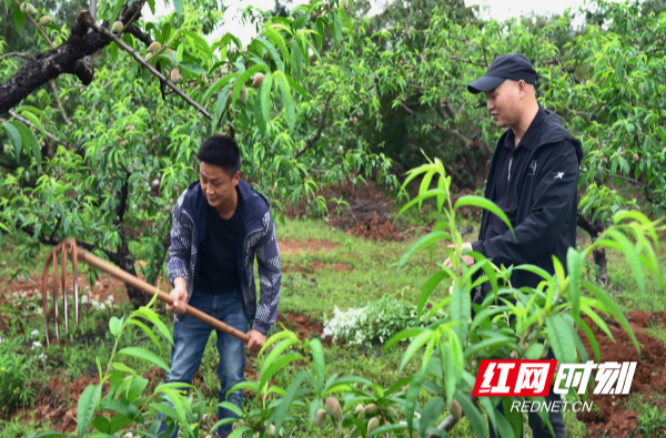 【红网时刻】临武县农业农村局：紧抓农时 多措并举推进化肥减量增效