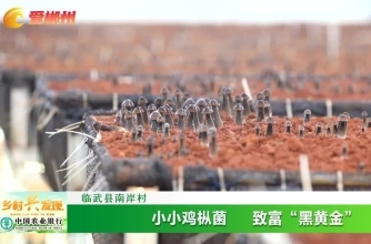 【爱郴州】临武县南岸村 小小鸡枞菌 致富“黑黄金”