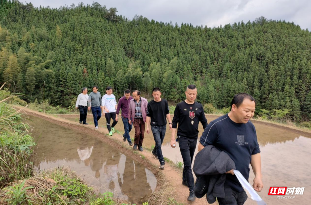【红网时刻 湖南频道】临武县舜峰镇：政协委员助力春耕备耕