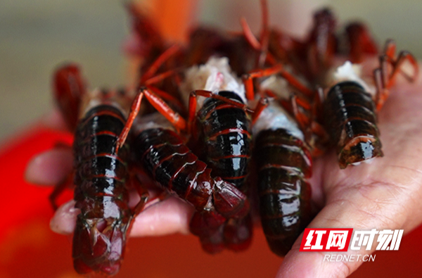 【红网时刻 湖南频道】临武：去一个有“虾”的地方