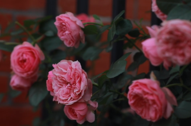 最近刷爆朋友圈的蔷薇花墙，你打卡了吗？