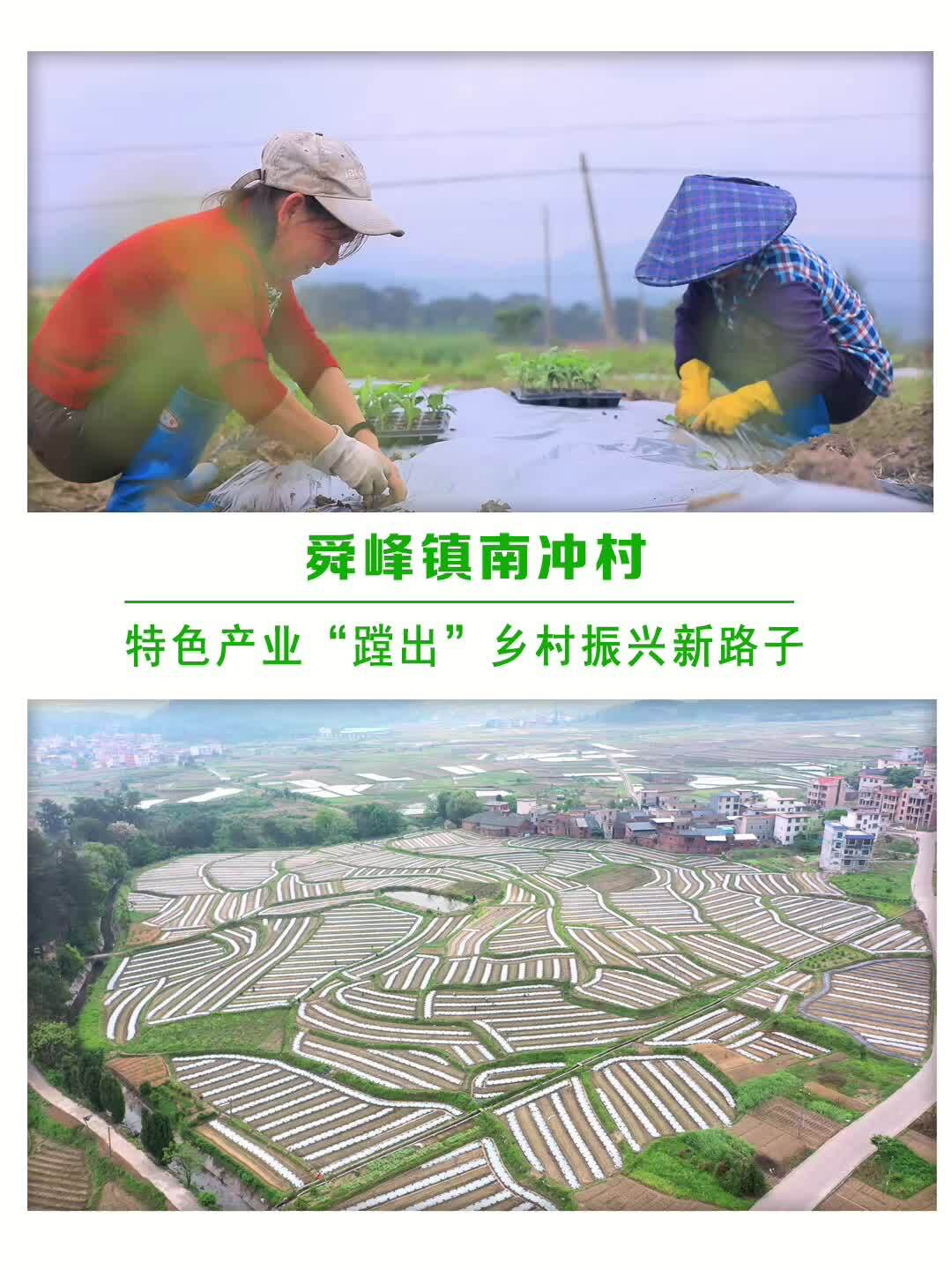 【乡村振兴】舜峰镇南冲村：特色产业“蹚出”乡村振兴新路子