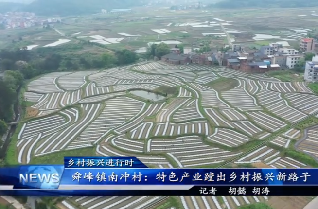 【学习强国】乡村振兴｜郴州临武：香芋南瓜产业蹚出致富路