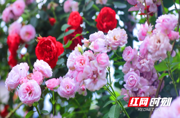 【红网时刻】临武县五中围墙上“挤”了蔷薇花