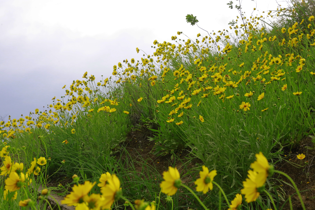 旅发进行时｜ 菊“爆”满山伴夏来