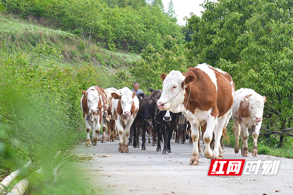 【红网时刻】奋斗不息崭“牛”角 不忘扶危解困情