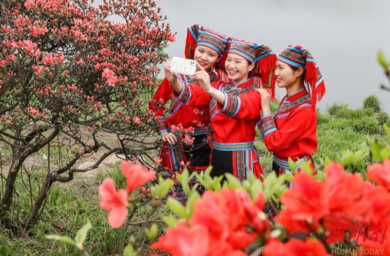 【新湖南】杜鹃花开惹人醉