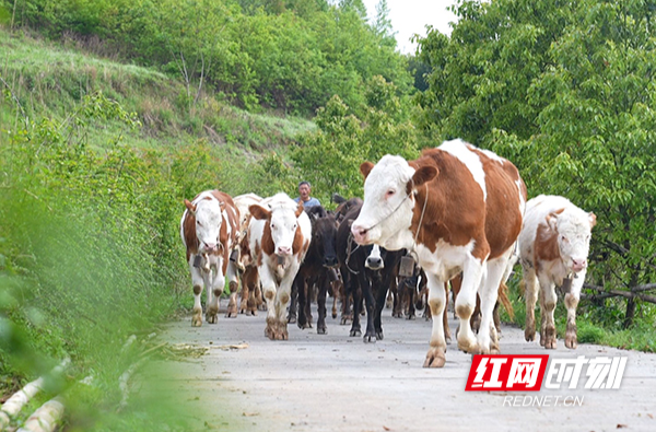 【红网时刻 湖南频道】奋斗不息崭“牛”角 不忘扶危解困情