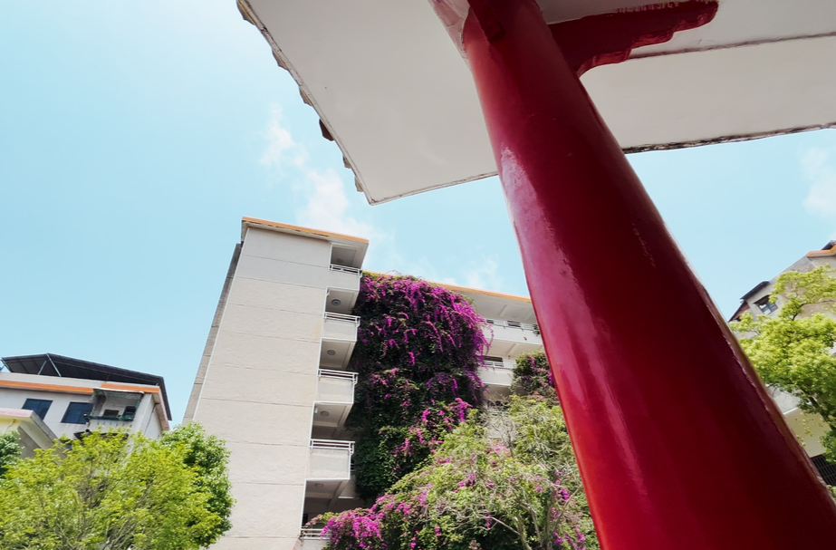 【旅发进行时 全年不打烊 】最美风景在身边 主播带你看三角梅“花墙瀑布”