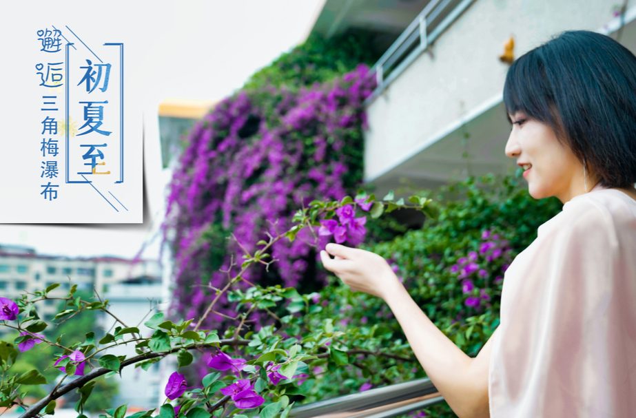 初夏至，邂逅三角梅瀑布