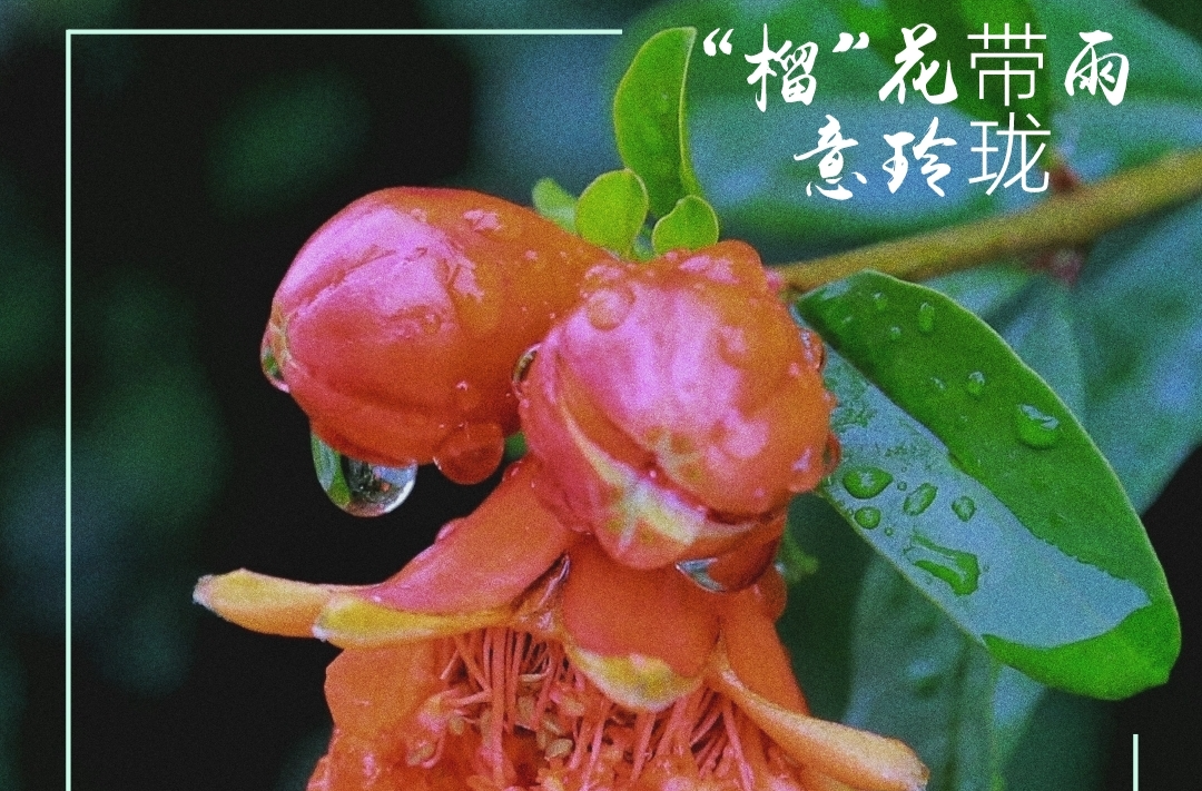图集 | “榴”花带雨意玲珑