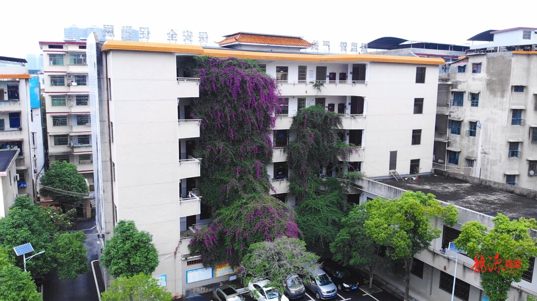 单位庭院惊现鲜花瀑布   20年长高22米