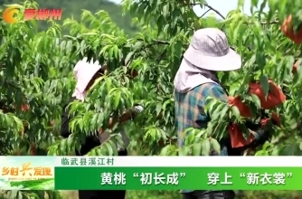 【乡村兴发现】临武县溪江村：黄桃“初长成” 穿上“新衣裳”