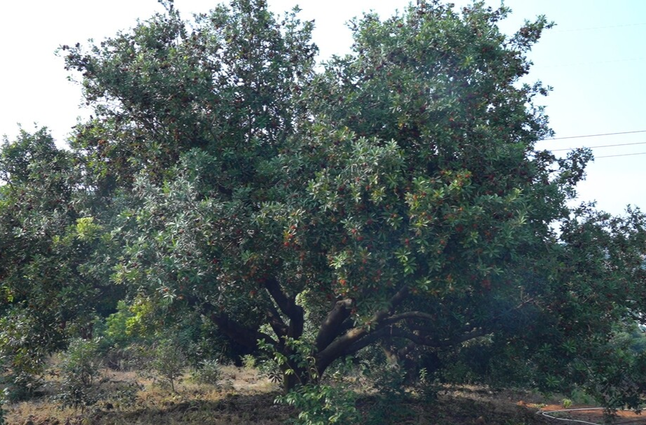 【乡村振兴进行时】老寨村：杨梅抢“鲜”上市 农人丰收果园忙