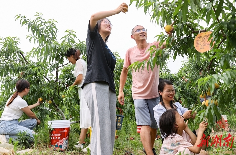【新湖南】鲜桃满枝游客乐