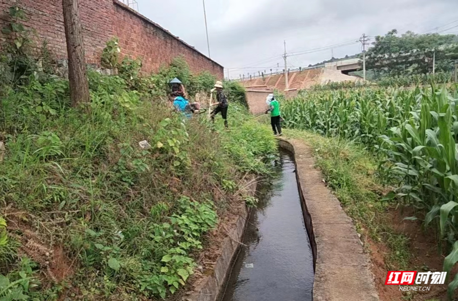 【红网时刻 湖南频道】临武县麦市镇：写好“水文章”，让“水袋子”变“粮袋子”“钱袋子”