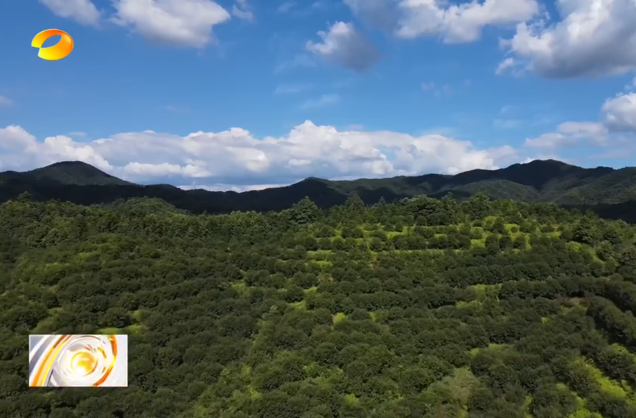【湖南卫视】今年春季湖南国土绿化面积全国第一