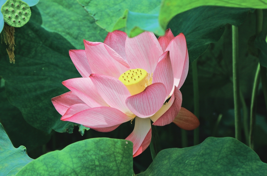 图集 | 油湾风荷依依举