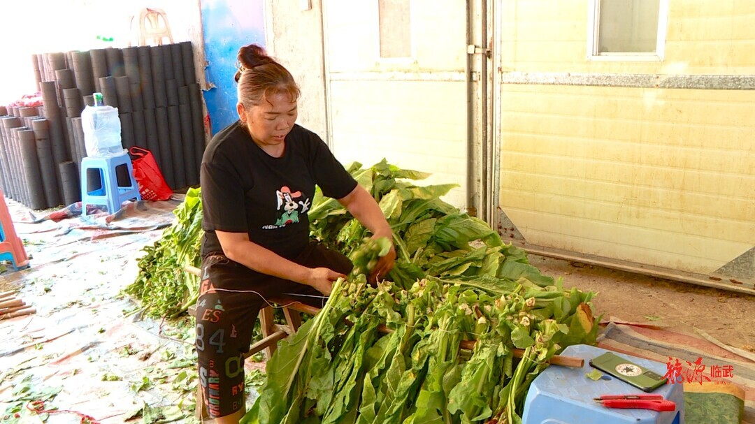 乡村振兴进行时 | 万水乡：烟稻轮作  农民富了“钱袋” 鼓了“粮袋”